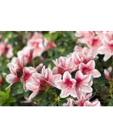 AZALEA INDICA M12