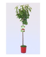 CEREZO LAPINS M25 PRUNUS AVIUM