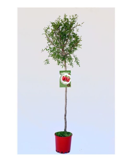 GRANADO  TENDRAL M25 PUNICA GRANATUM