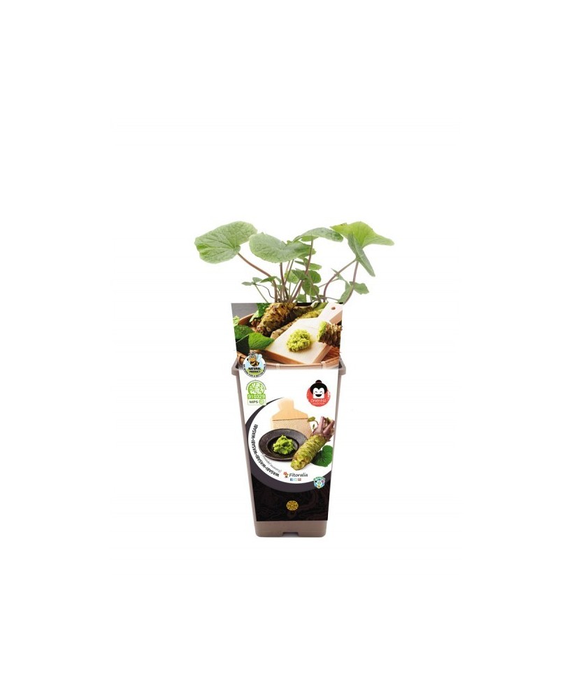 Wasabi 2L (Eutrema Japonica)  Planta Aromática Japonesa para Cultivo en Casa | Endanea Garden

