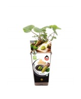 Wasabi 2L (Eutrema Japonica)  Planta Aromática Japonesa para Cultivo en Casa | Endanea Garden

