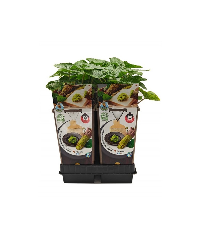 Wasabi 2L (Eutrema Japonica)  Planta Aromática Japonesa para Cultivo en Casa | Endanea Garden

