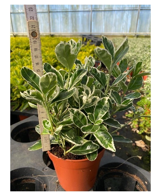 Evonymus Kathy - Planta Compacta y Elegante para Interiores y Oficinas

