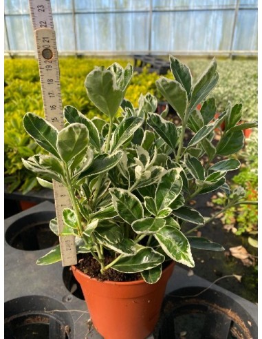 Evonymus Kathy - Planta Compacta y Elegante para Interiores y Oficinas

