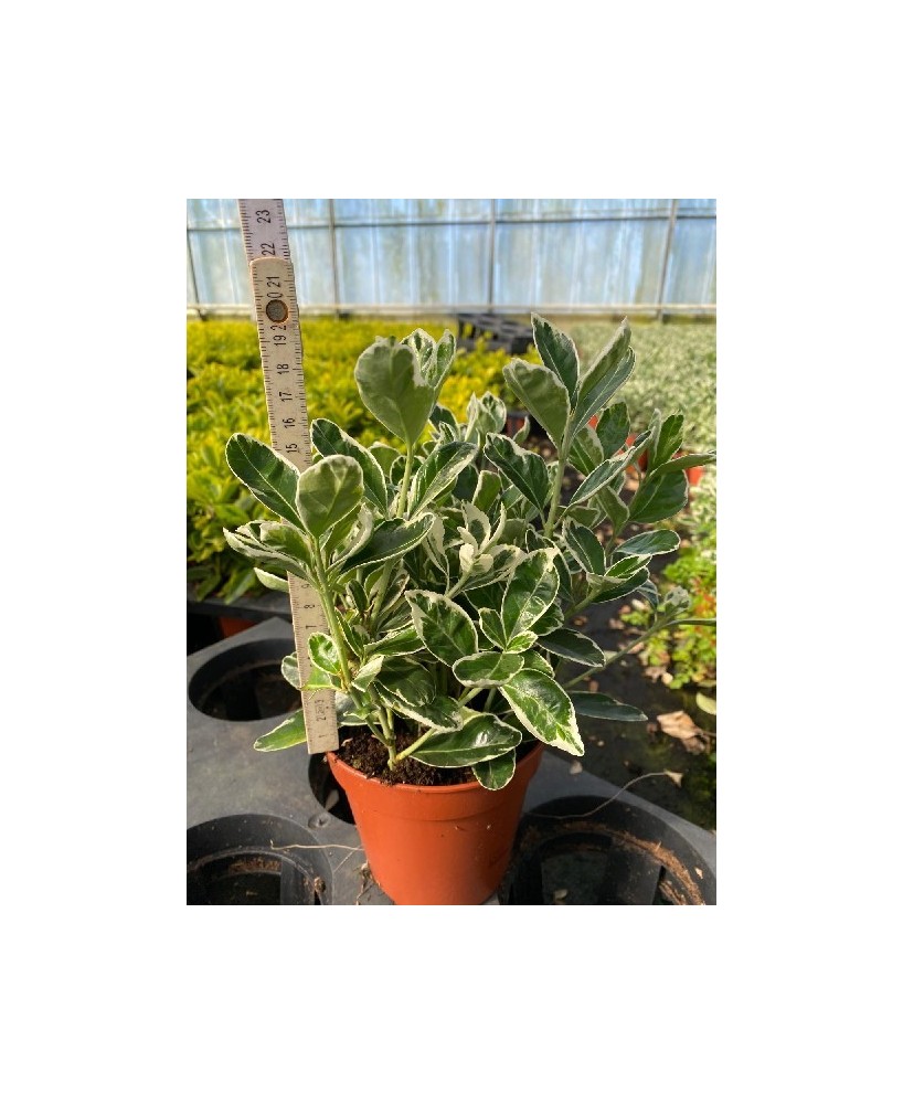 Evonymus Kathy - Planta Compacta y Elegante para Interiores y Oficinas

