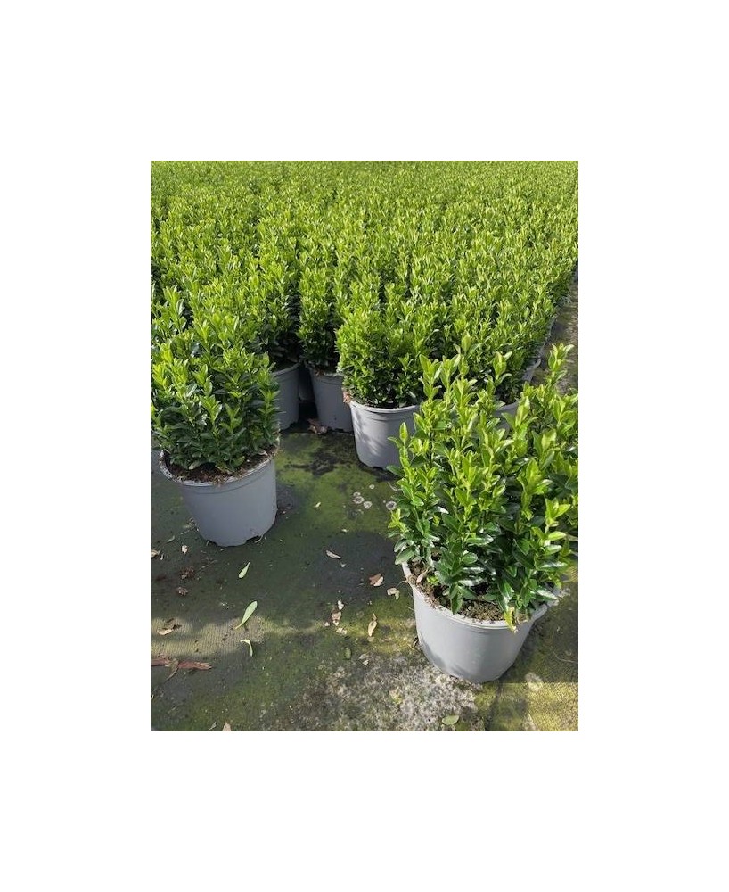 Evonymus Green Spider  Planta Decorativa y Resistente | Endanea

