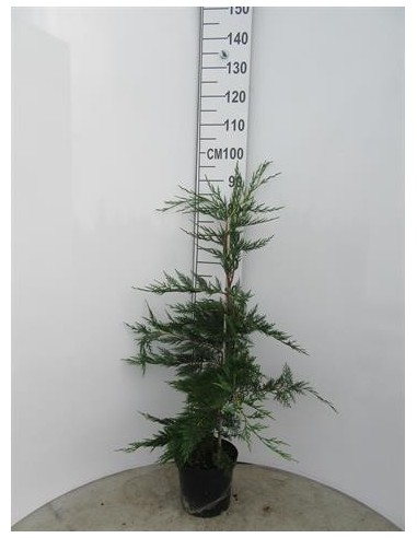 CUPRESSUS LEYLANDII C22