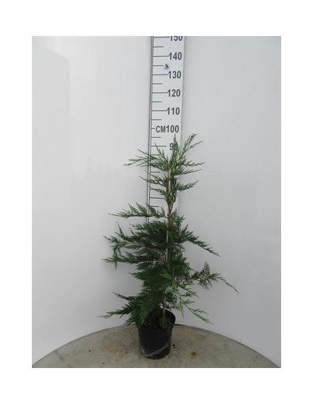 CUPRESSUS LEYLANDII C22