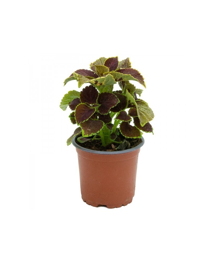 Coleo M13 | Planta Ornamental con Hojas Multicolores y Fácil Cuidado

