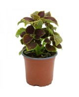 Coleo M13 | Planta Ornamental con Hojas Multicolores y Fácil Cuidado

