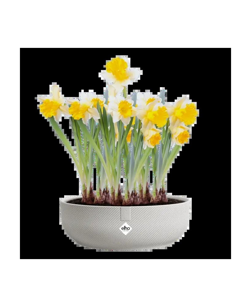 Maceta Jazz Cuenco Silky 28 cm Blanco  Elegancia y Modernidad para tu Hogar y Jardín

