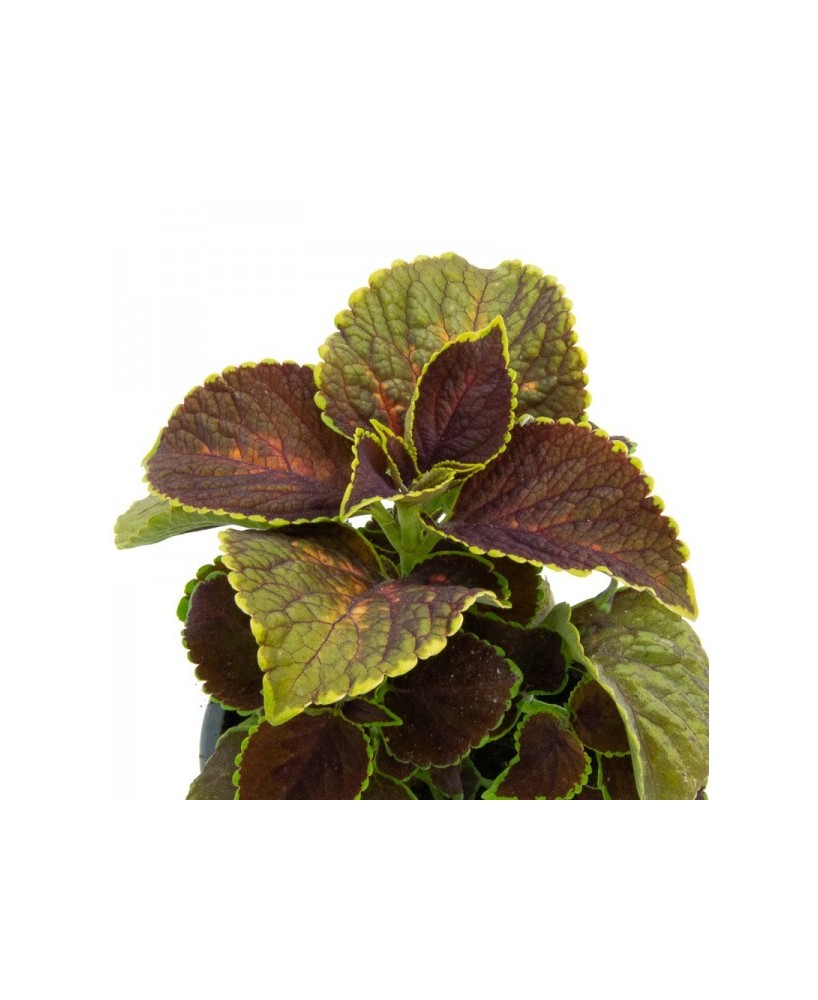 Coleo M13 | Planta Ornamental con Hojas Multicolores y Fácil Cuidado


