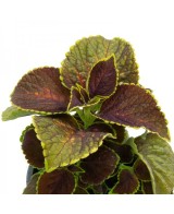 Coleo M13 | Planta Ornamental con Hojas Multicolores y Fácil Cuidado

