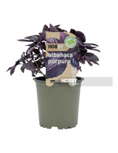 Albahaca Púrpura ECO  Planta Ecológica Aromática y Decorativa | Endanea Garden

