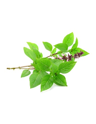 ALBAHACA REGALIZ PACK 1 ECO