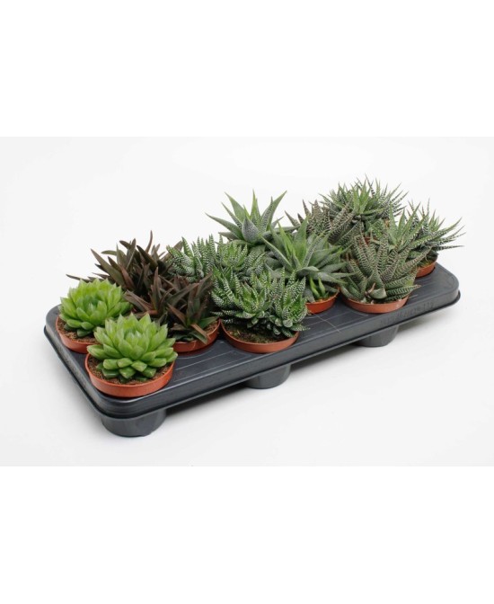 Haworthia Mix - Suculentas Exóticas Fáciles de Cuidar | Endanea Garden

