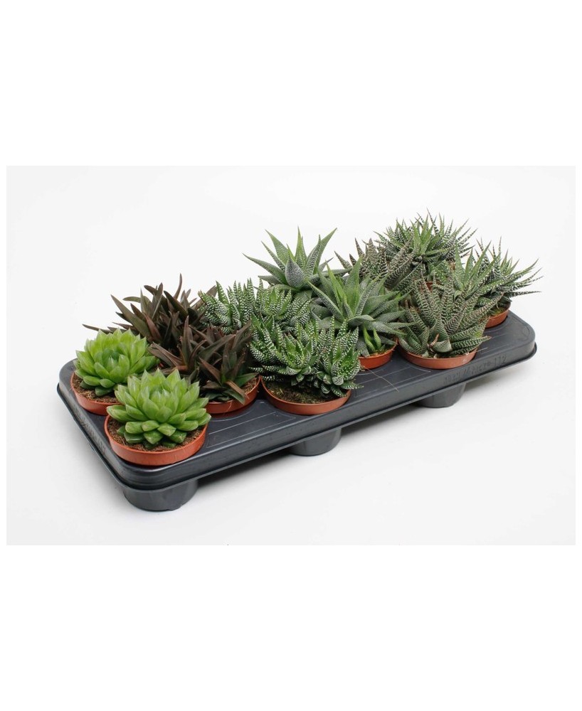Haworthia Mix - Suculentas Exóticas Fáciles de Cuidar | Endanea Garden

