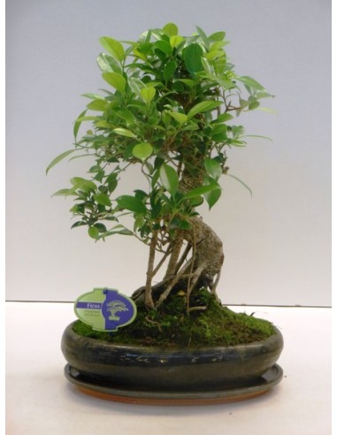 BONSAI FICUS RETUSA S SHAPE IN CERAMIC M15
