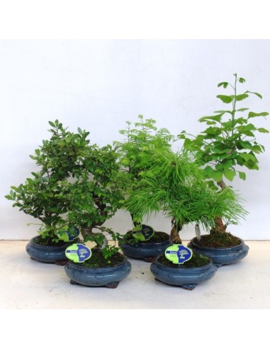 Ceramic Bonsai+Saucer maceta de cerámica con platillo para bonsáis y plantas de interior