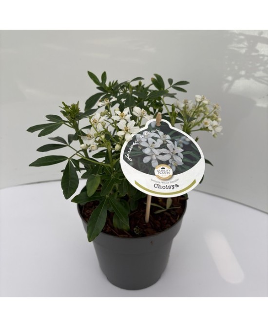 CHOISIA TEMATA M17