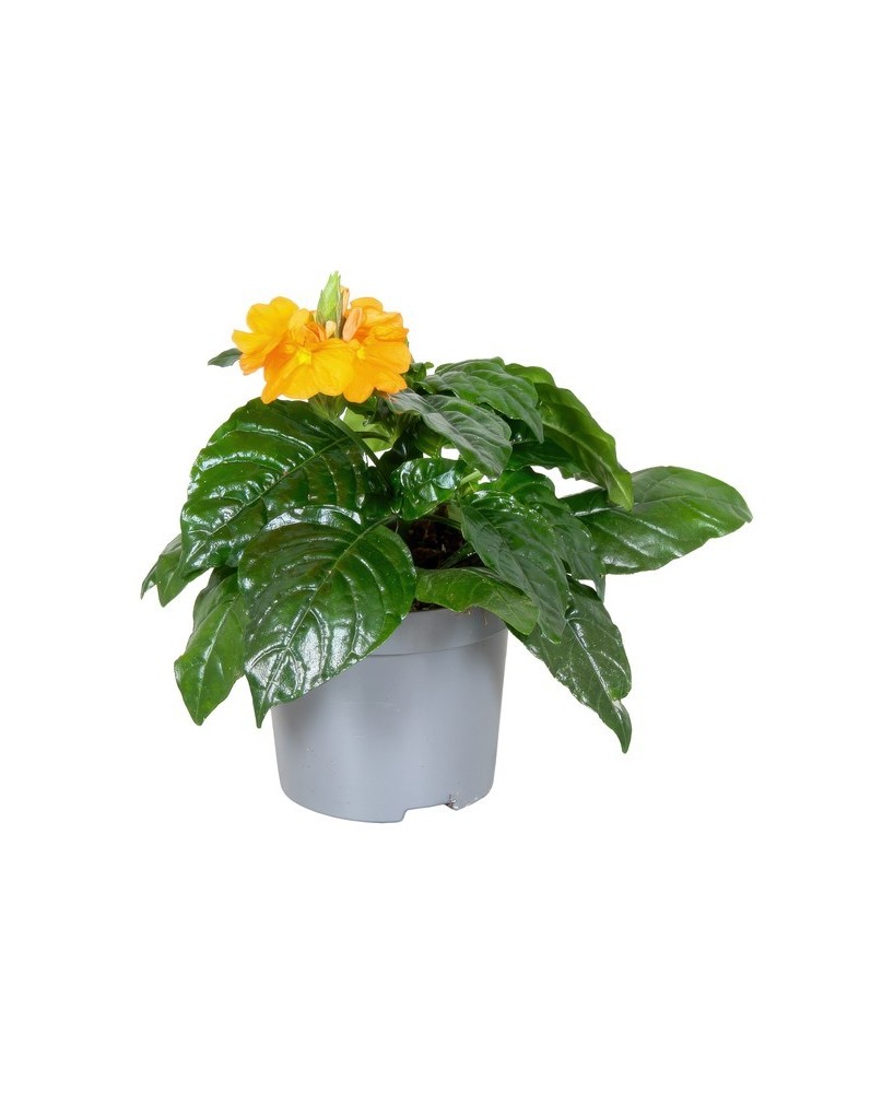 CROSSANDRA INF FORTUNA M9CM