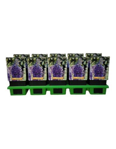 DELPHINIUM MAGIC FONUNTAINS MEZCLADO M17
