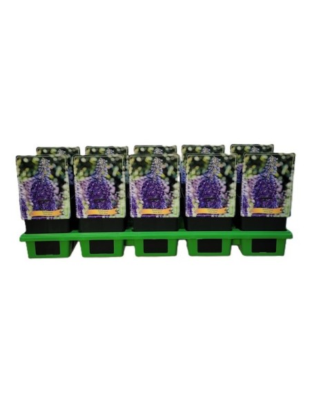 DELPHINIUM MAGIC FONUNTAINS MEZCLADO M17