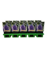 DELPHINIUM MAGIC FONUNTAINS MEZCLADO M17