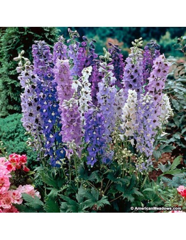 DELPHINIUM MAGIC FONUNTAINS MEZCLADO M17
