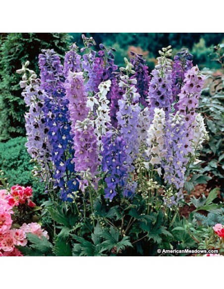 DELPHINIUM MAGIC FONUNTAINS MEZCLADO M17