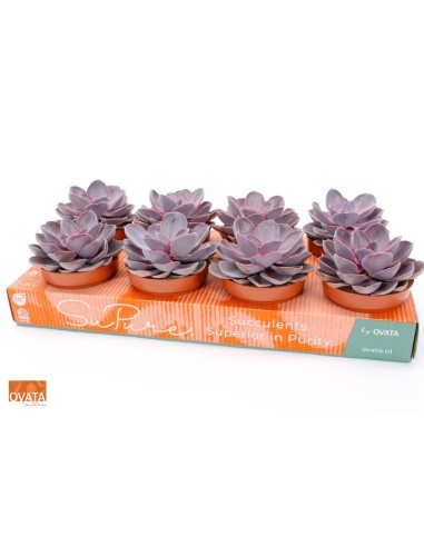 ECHEVERIA PURPLE PEARL M12