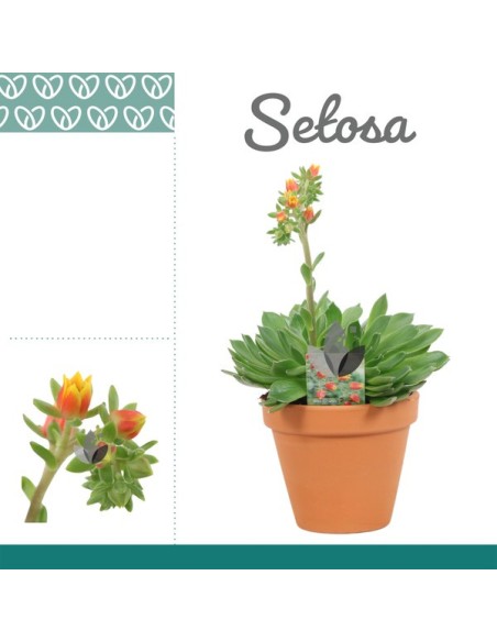 Echeveria Antaris M10.5 suculenta elegante para interiores y exteriores