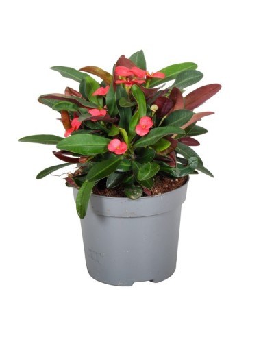 EUPHORBIA MILII MIX