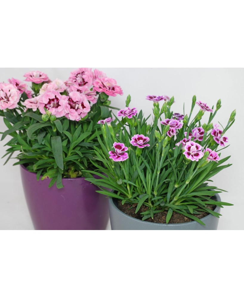DIANTHUS CARUOPHYLLUS