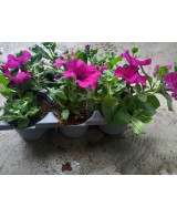 PETUNIA BARQUETA KM0