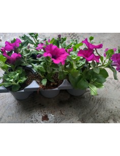 PETUNIA BARQUETA KM0 2