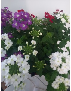 Planta Confetti Cuenco 15 - Follaje Vibrante y Fácil Cuidado | Endanea Garden

 2