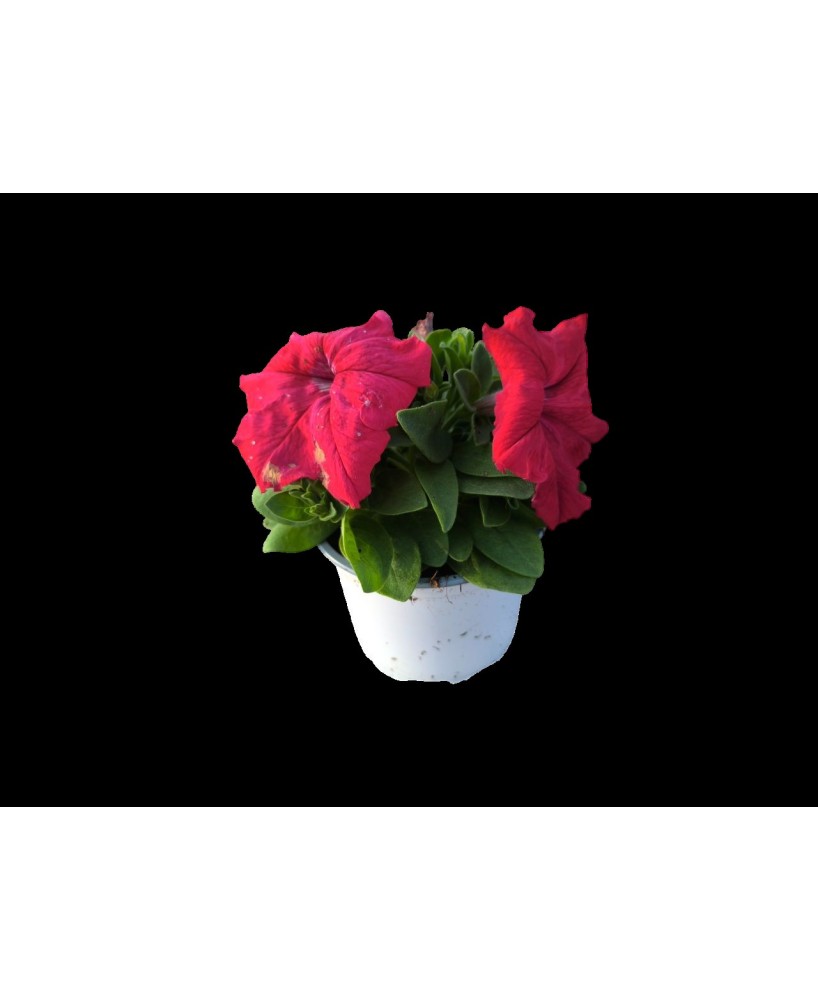 Petunia M10.5 KM0 - Flores Vibrantes y Resistencia Local | Endanea Garden

