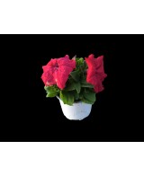 Petunia M10.5 KM0 - Flores Vibrantes y Resistencia Local | Endanea Garden

