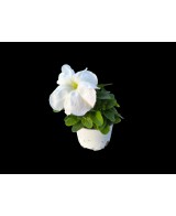 Petunia M10.5 KM0 - Flores Vibrantes y Resistencia Local | Endanea Garden

