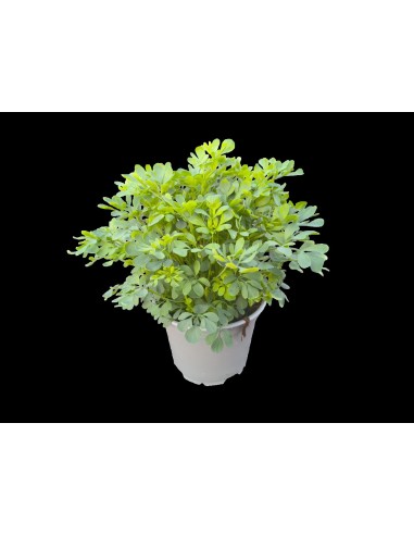 Ruda M13 KM0  Planta Aromática y Repelente Natural | Endanea Garden

