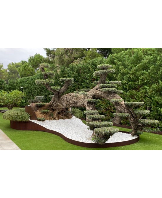 BORDURA CORTEN 12 PRO 1500X100X1-D PIEQUETAS Y TORNILLERIA