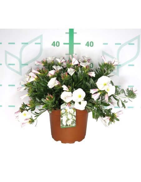 CONVOLVULUS CINEORUM 2.5L