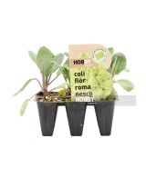 COLIFLOR ROMANESCO PACK 12