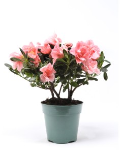 AZALEA INDICA