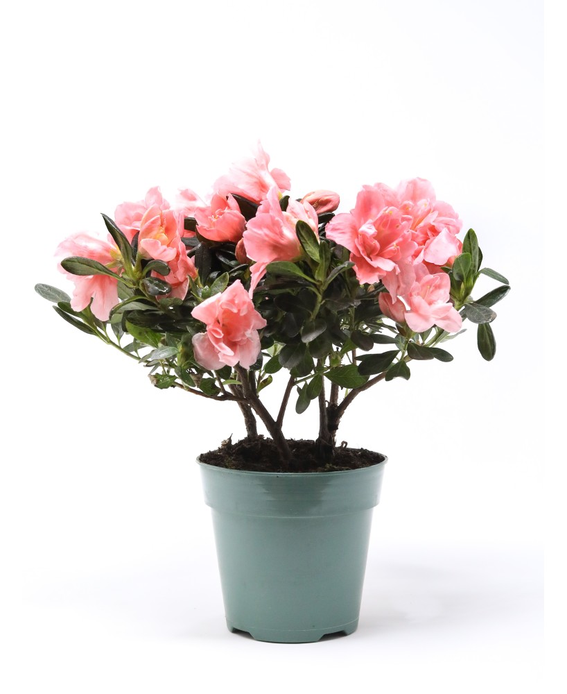 AZALEA INDICA