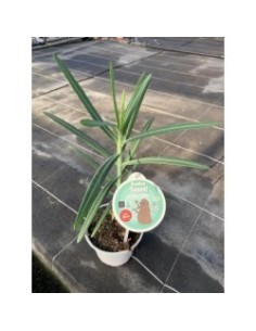 Euphorbea Lathyris  Planta exótica y resistente para jardín | Endanea Garden

