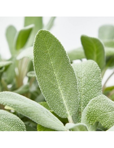 Salvia Officinalis Aromática y Medicinal | Planta para Jardín y Cocina - Endanea Garden

