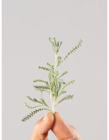 Lampranthus aurantiacus - Uña de León Naranja | Planta Suculenta Tapizante

