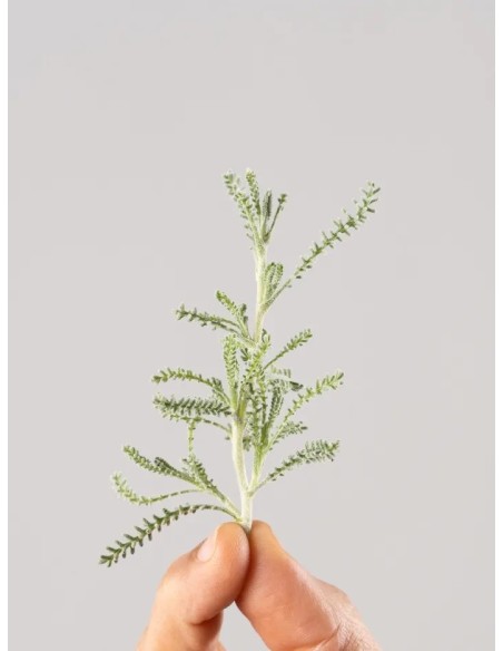 Lampranthus aurantiacus - Uña de León Naranja | Planta Suculenta Tapizante

